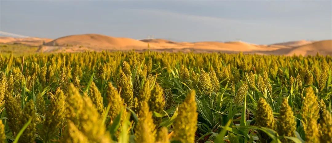 近日,内蒙古乌兰布和"沙漠土壤化"中试科研基地种植的高粱示范片经过