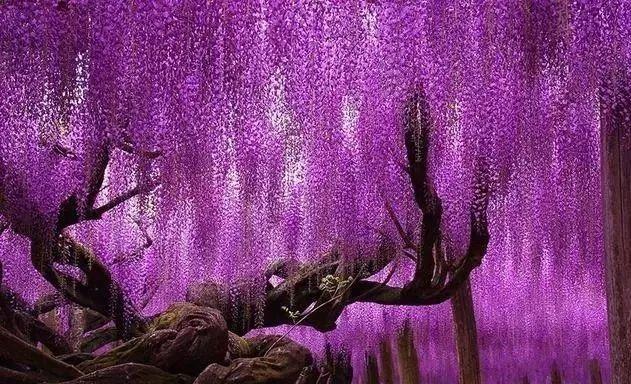 全世界最美的10棵树,最后一棵美了一千多年,只需一眼便沦陷