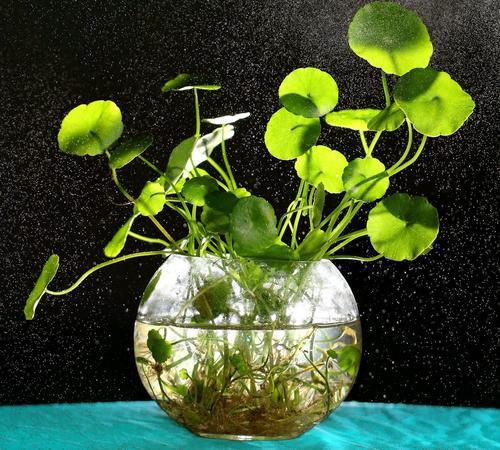 无需花盆,鱼缸也能养植物!这几种植物越养越旺盛