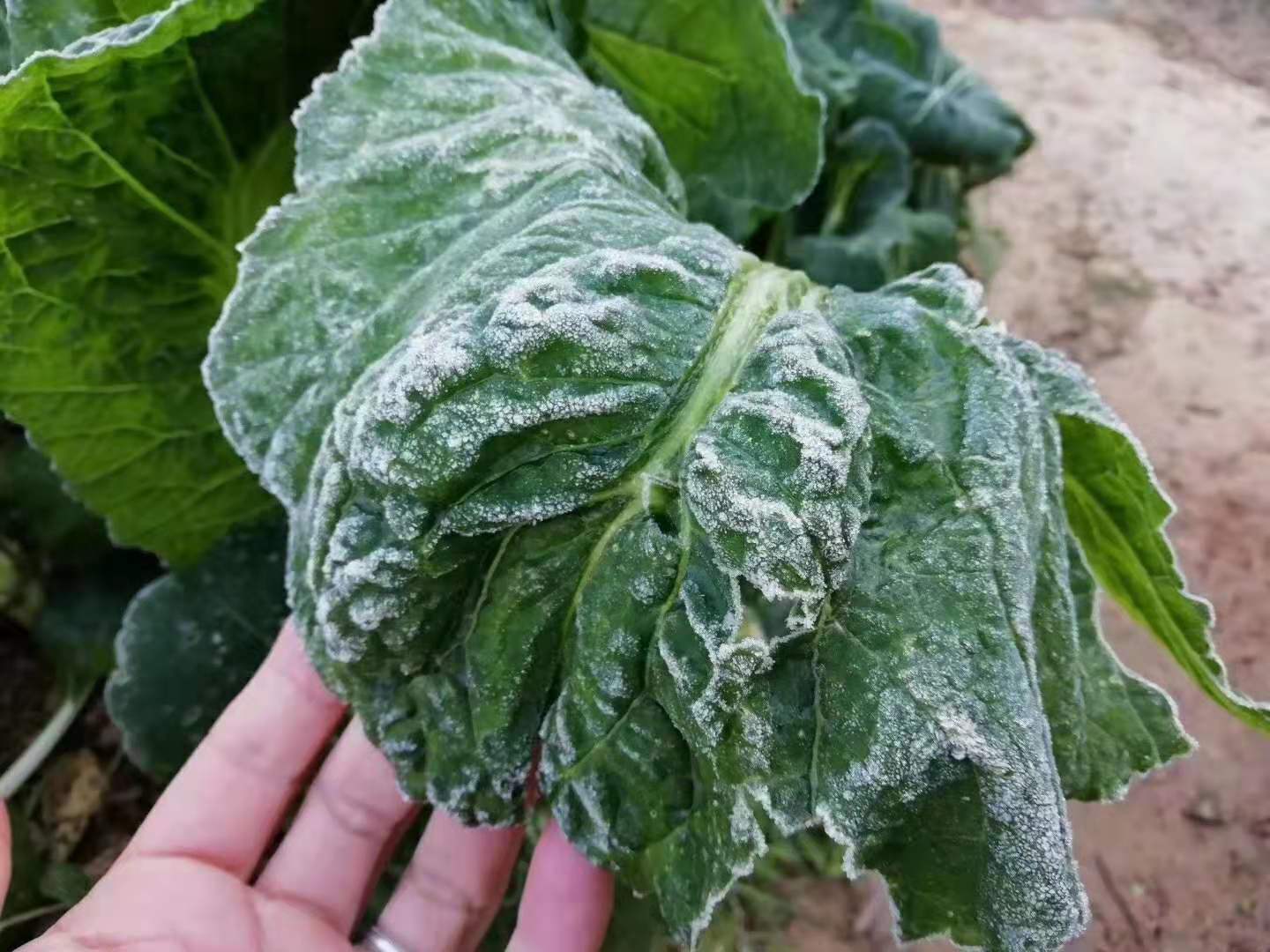 大雪时节,白霜唤醒从化吕田的早晨_刘冉冉