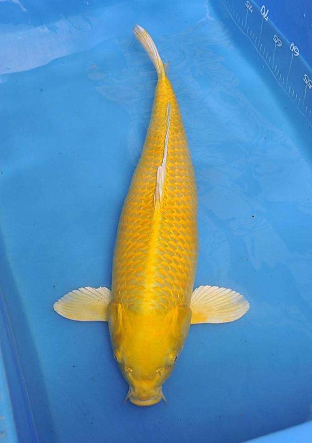 心理测试:凭直觉选出一条锦鲤?测你是富贵命还是穷苦命