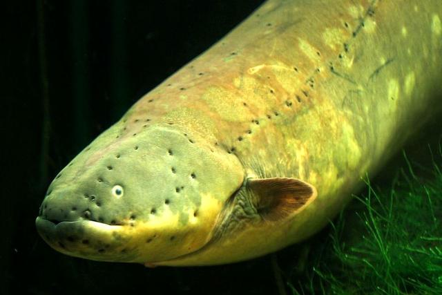 奇思妙想美国一家水族馆的员工用电鳗给圣诞树供电