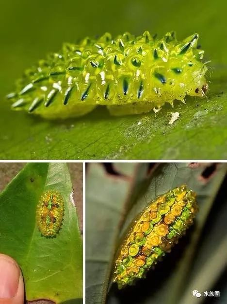 动物奇观:透明毛毛虫似水晶钻石_宝石