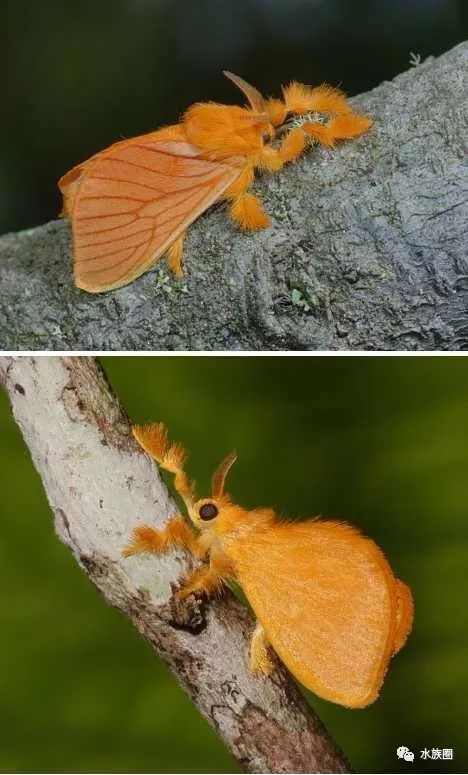 动物奇观:透明毛毛虫似水晶钻石_宝石