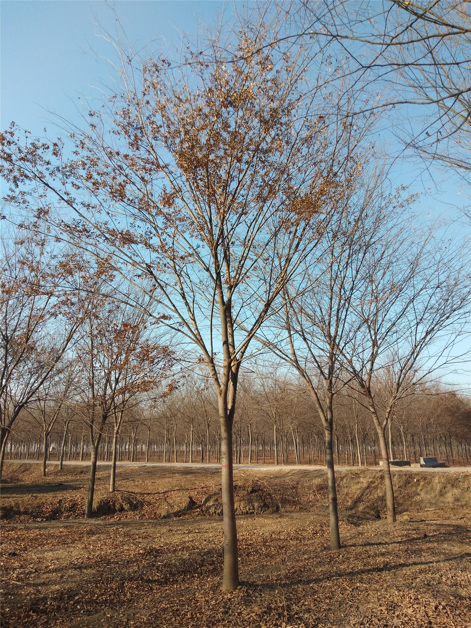 【欣赏】好景园林榉树基地