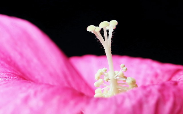 湿生木槿花蕊.