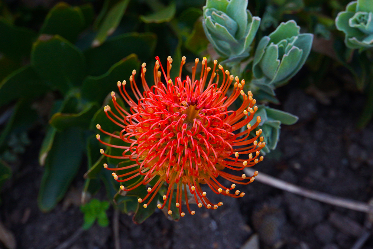 世界上最 霸气侧漏 的花,花期寿命可达100年以上,是南非的国花