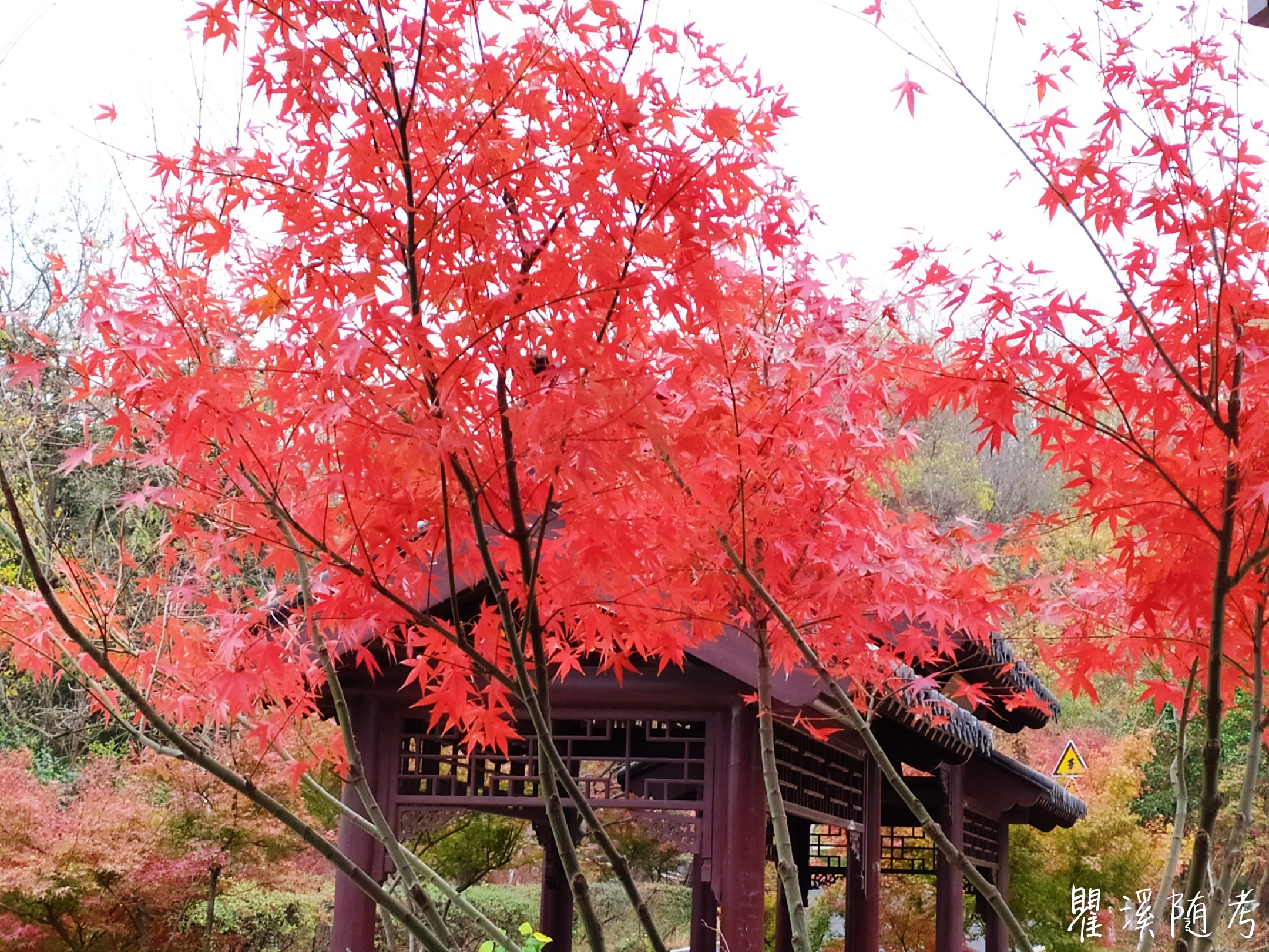 南京棲霞山層林盡染,