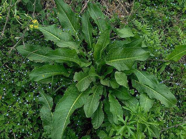 原来农村常见的野菠菜还有这个作用老农来告诉你下次不要错过