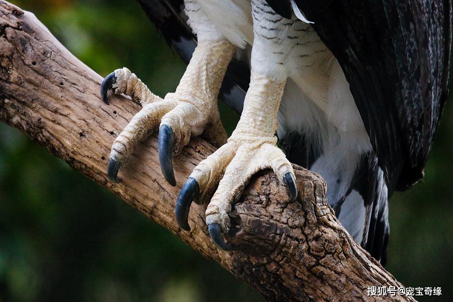 不捕猎的时候,角雕每天大部分时间都高高的栖息在树