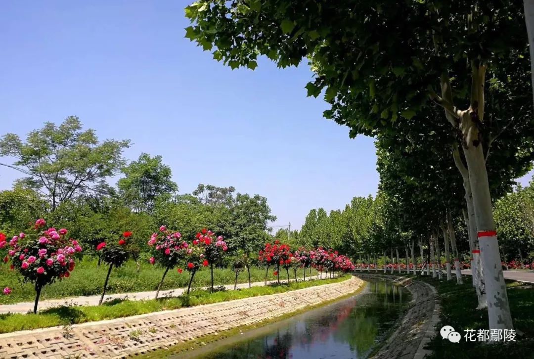 鄢陵县城北环要更漂亮了赶紧看这个项目