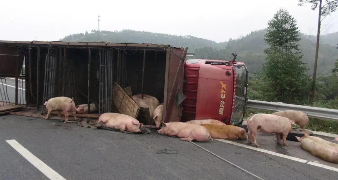 厦门载有140头生猪货车高速上侧翻损失超60万肉疼