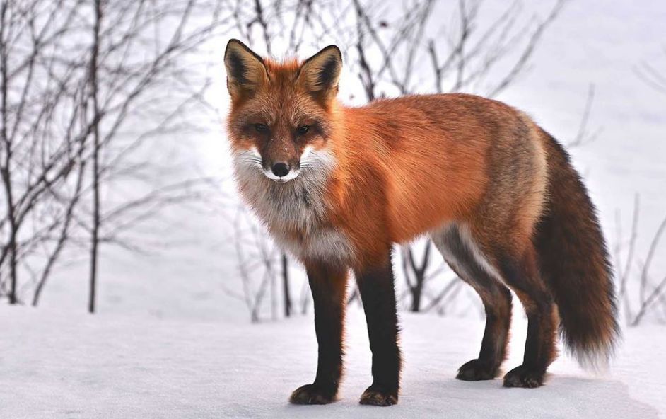 浅谈狐貉常患的那些维生素缺乏症