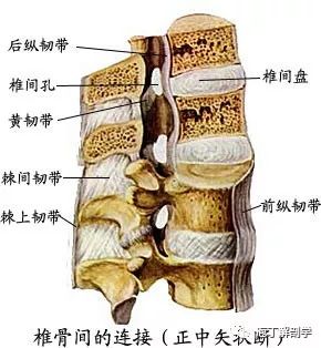 针刀解剖脊柱骨关节套图珍藏版