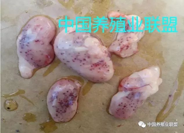 黴菌及其毒素對禽類的臨床危害與防控措施