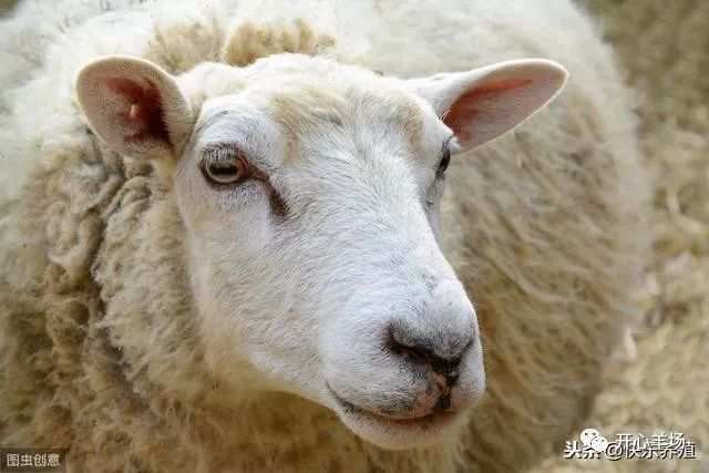 羊不吃食的原因,养羊户应如何应对?