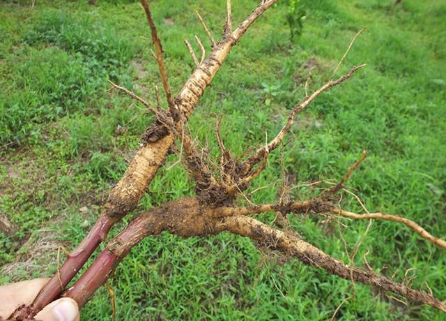 根据《千金方》中所记载:方法用元芦草3克,搭配大片茵阳芝5克,藏须参2