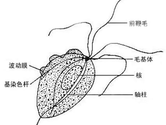 猫咪腹泻后驱虫总无效?只因还有漏网之鱼,应对滴虫需专虫专杀_三毛