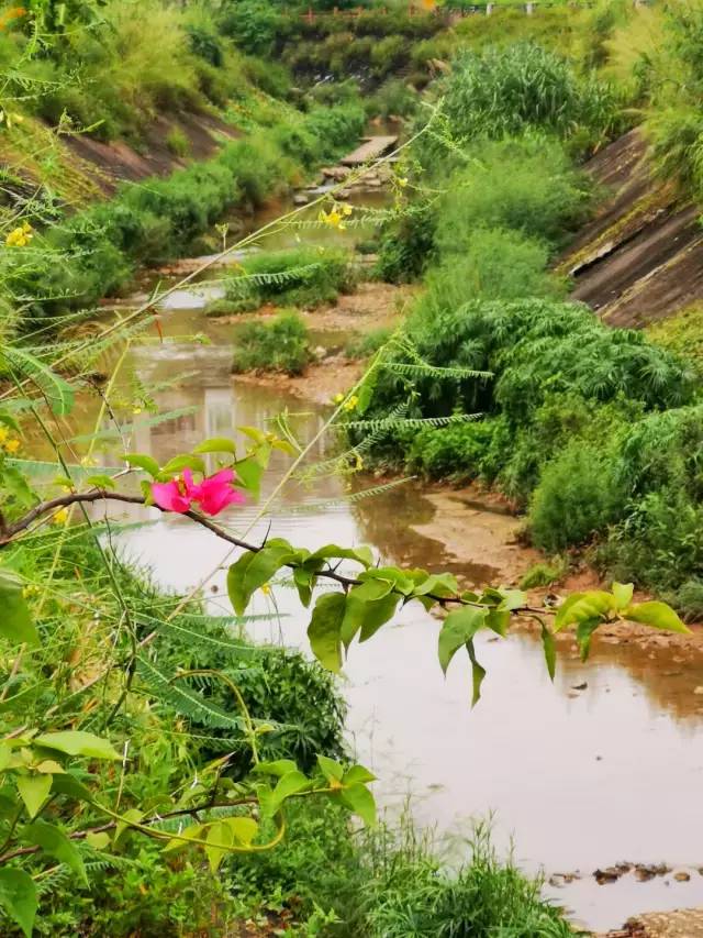这里是龙华油松河