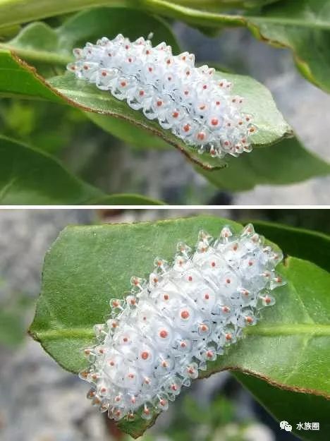 动物奇观:透明毛毛虫似水晶钻石_宝石