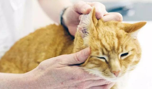 猫咪老是挠耳朵怎么办?怕是有耳螨