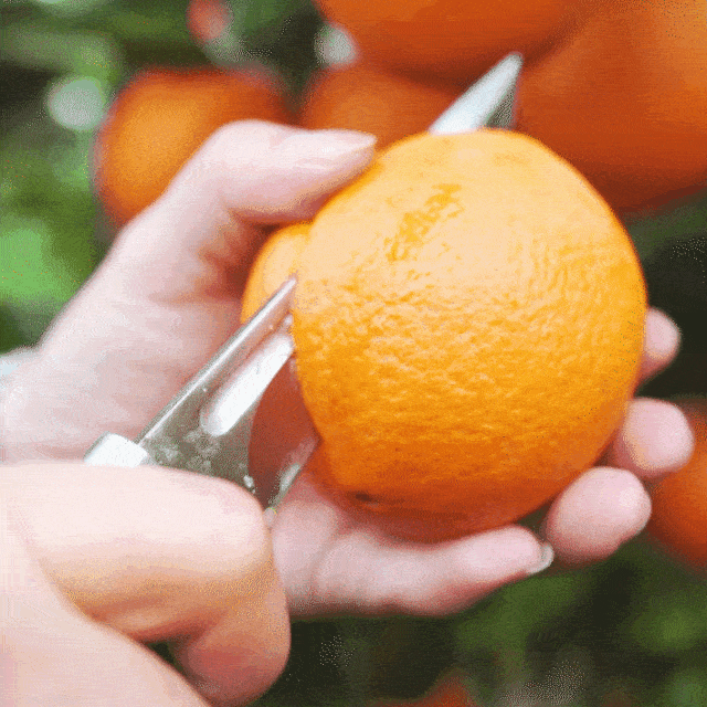 香甜肉嫩多汁的江西赣南脐橙5斤仅需298元水润饱满的云南蒙自甜枇杷5