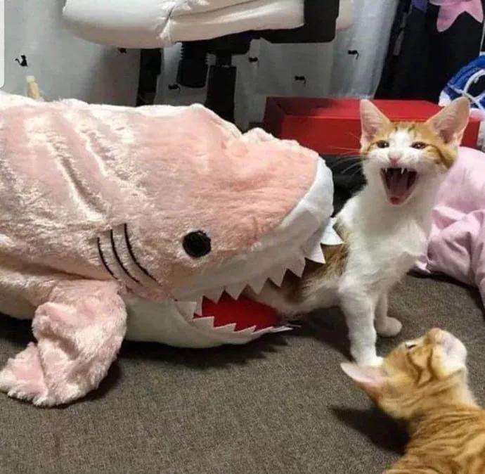 图片[28] - 【xizi被窝段子20191207】这世上不是所有合理美好的 都能按自己愿望存在或实现 - xizi