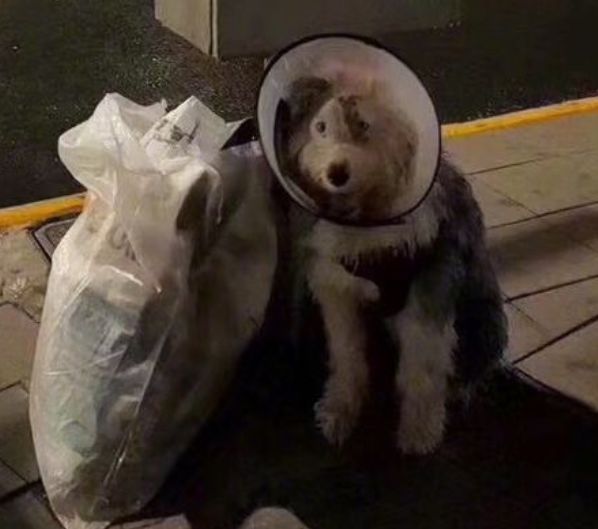 一脸懵懵的表情可能还不知道已经被主人抛弃了.