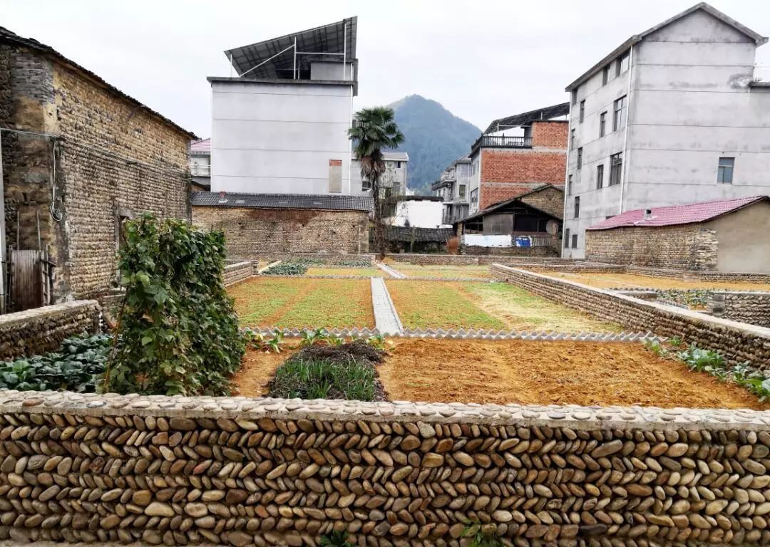 投票小美菜园大美乡村一米菜园大pk啦