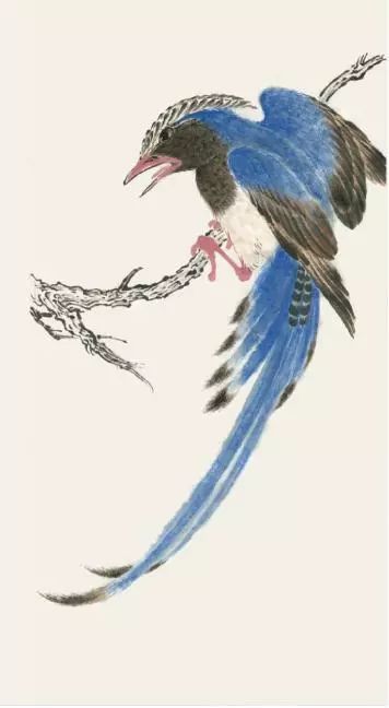 长尾蓝鹊国画图片