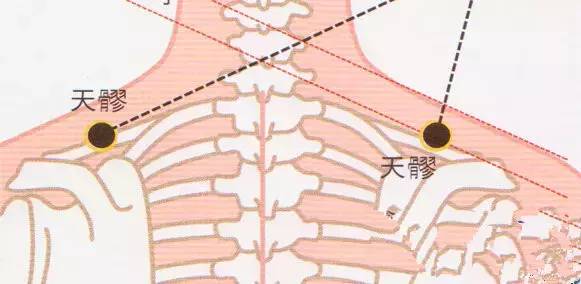 天髎的准确位置图片图片