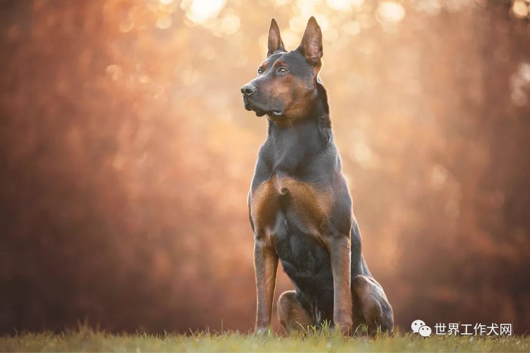 中国红犬在国外的生活状态