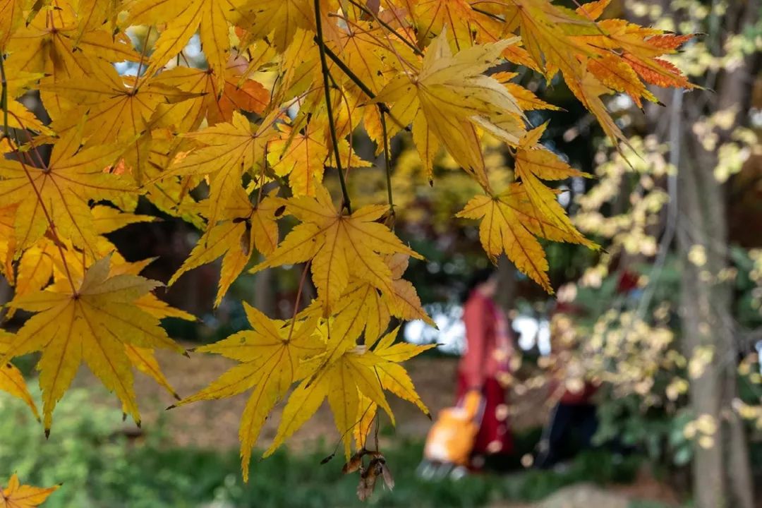 周惠良/摄▼一层层,一笔笔……如同画家笔下那淡淡的水彩翠翠的,浅浅