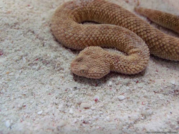 醉倩蛇类摄影ophiophagus hannah眼镜王蛇bitis gabonica加蓬嘶蝰