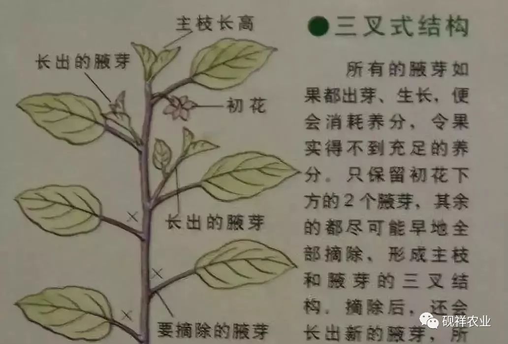 茄子花结构示意图图片