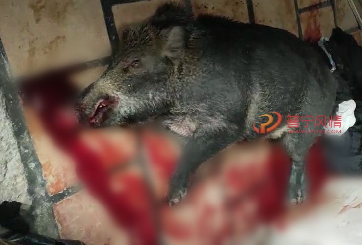 想无潮汕某村野猪送肉上门吓坏居民被警方击毙抬走