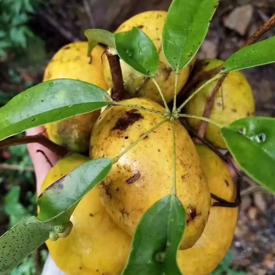 新宁县山里的九月瓜熟了外面卖好贵