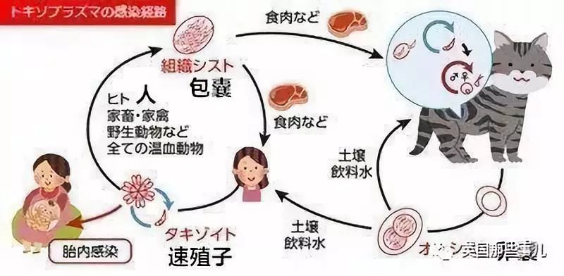 怀孕吃了顿生牛肉感染了弓形虫, 结果孩子出生后