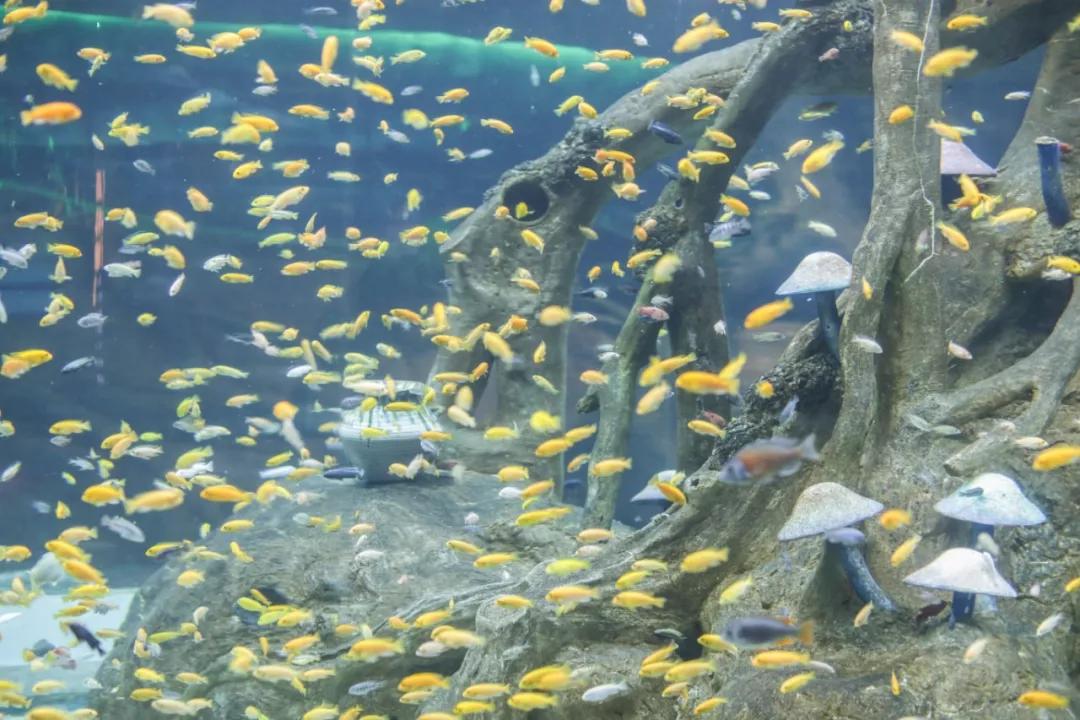 重庆巴南竟藏着这么多好吃的好耍的!周末逛起来
