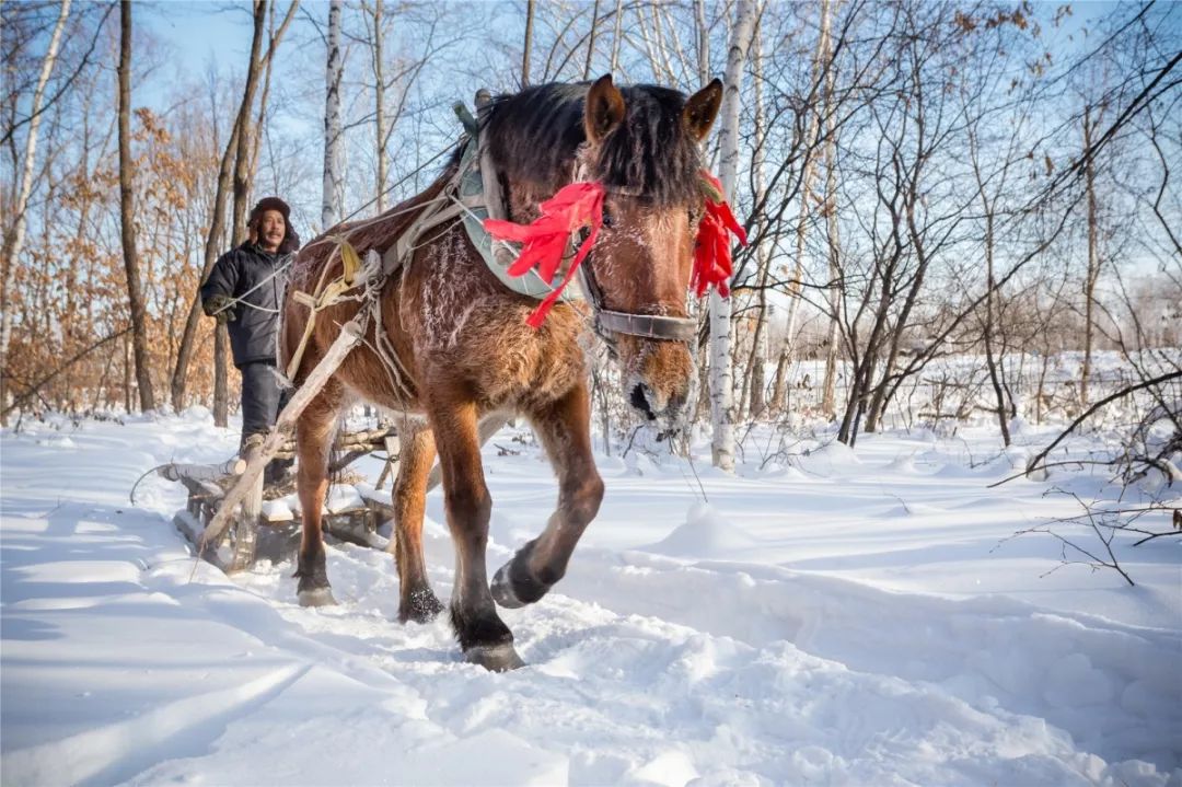 逐日迎新02论剑东极冰马赛事备战进行时