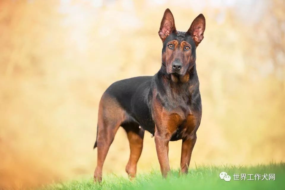 中国红犬在国外的生活状态