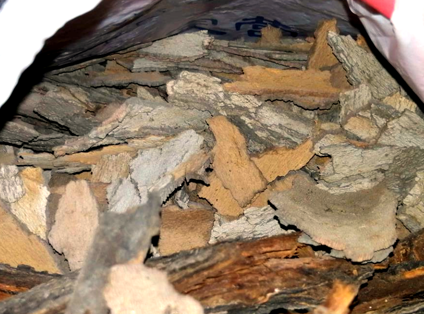 树的皮孔,皮孔,皮孔图片_大山谷图库
