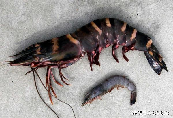 原创男子意外捕获巨型怪虾邻居吓坏了调查的结果让专家们担心不已