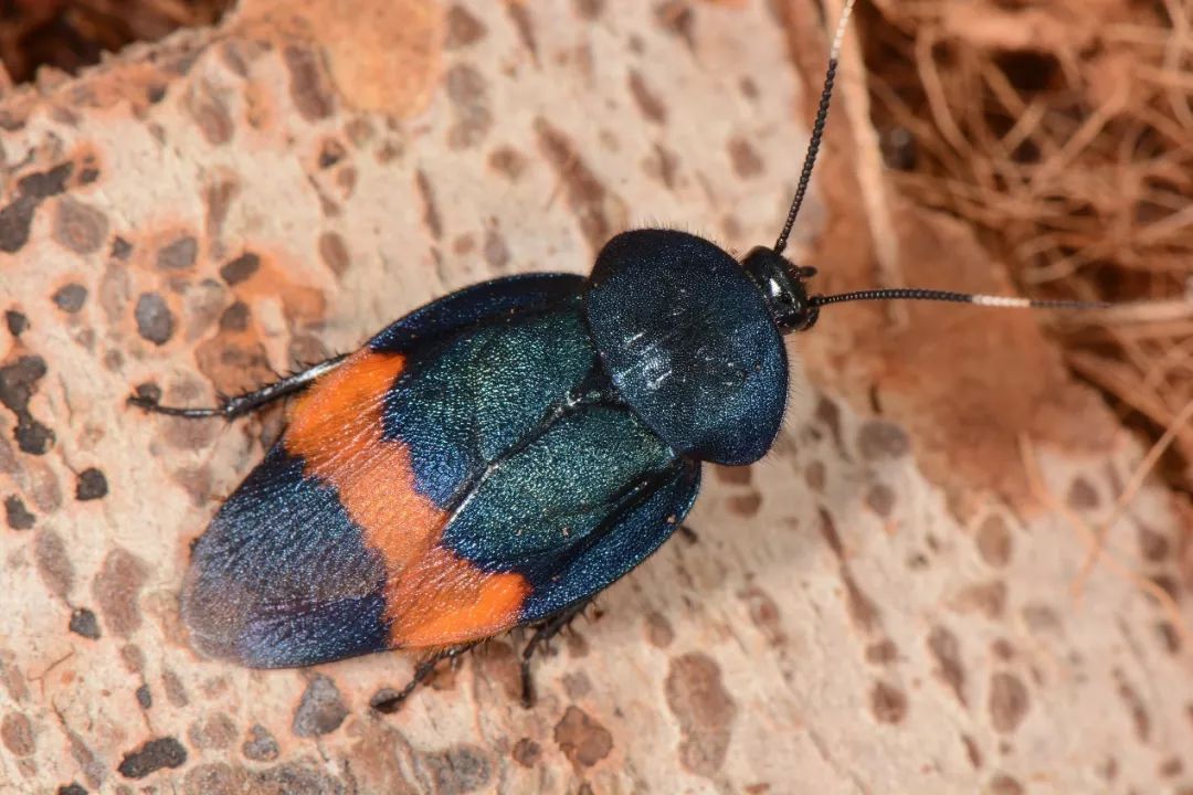 australasiae),黑胸大蠊(p.