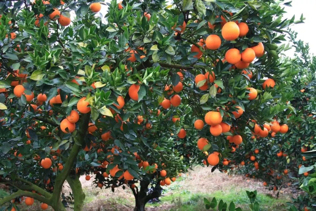 官宣赣南脐橙最全采摘点抓紧收藏啦