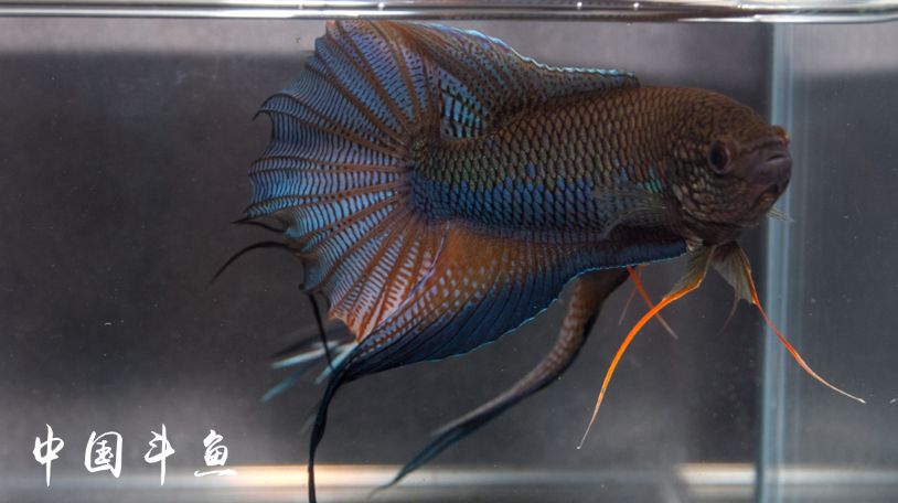 中国斗鱼流光溢彩色彩斑斓