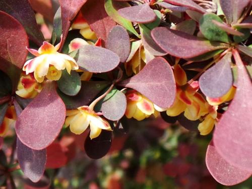 原创一花一世界一叶一菩提奇花异草紫叶小檗花语文化栽培技术