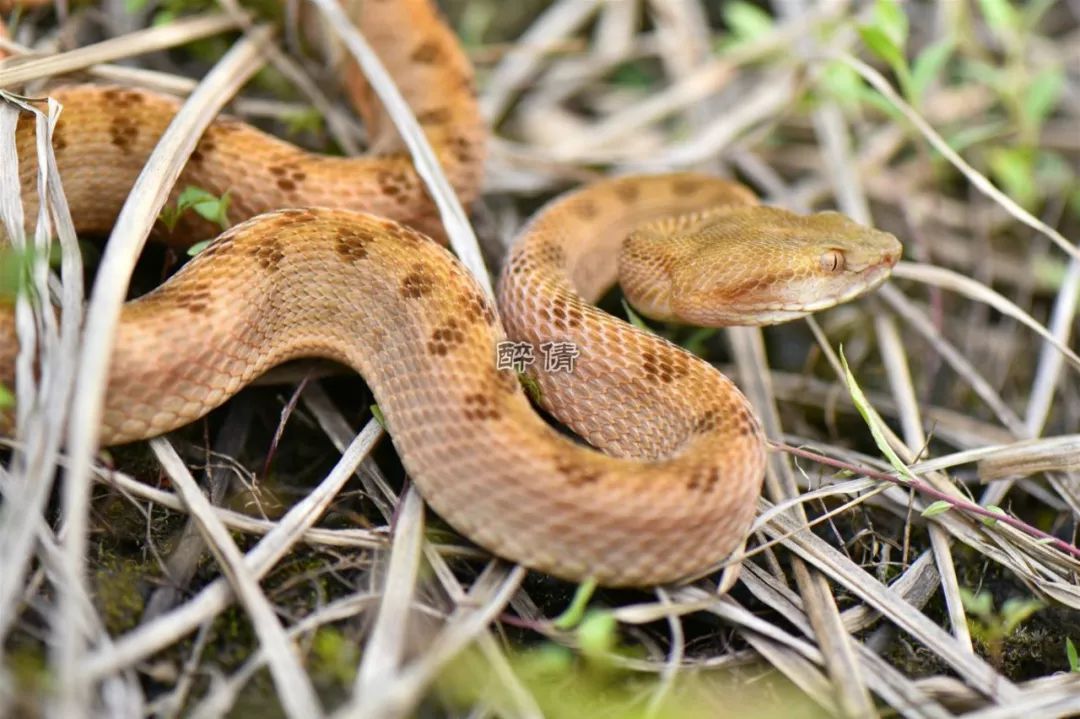 醉倩退爬,从此再无"云南王"!