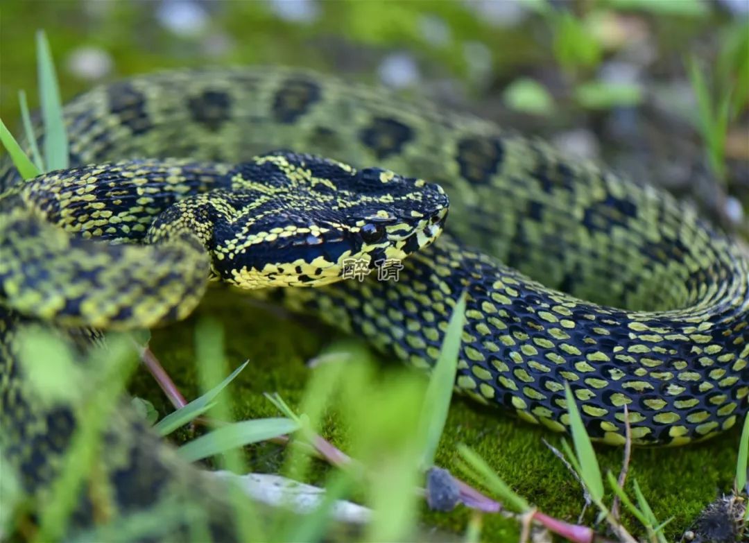 (尖鳞)原矛头蝮protobothrops sieversorum 三棘原矛头蝮醉倩蛇类