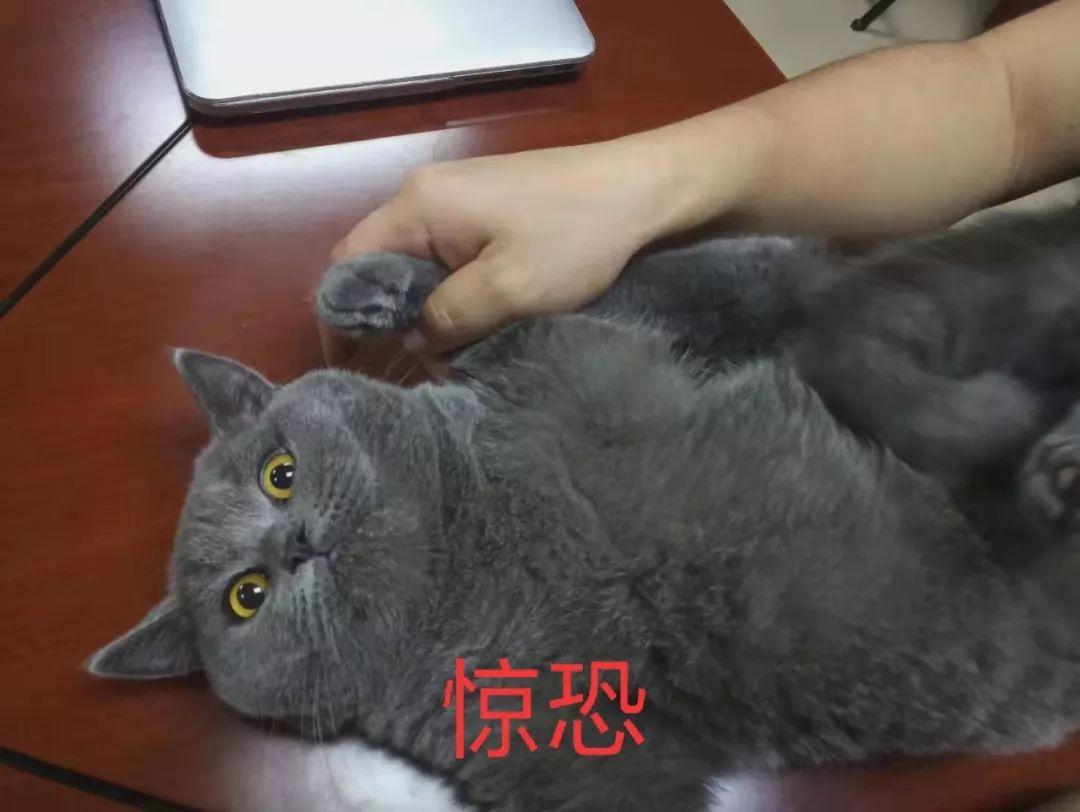 这个被一手摁住的小表情,简直就是 表情包的化身.